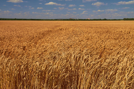 成熟的小麦和蓝天白云图片