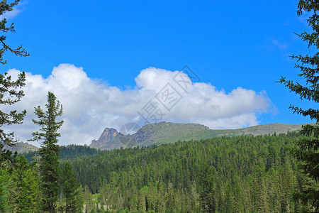 在针叶林覆盖的山口的夏天视图自然公园Ergaki图片