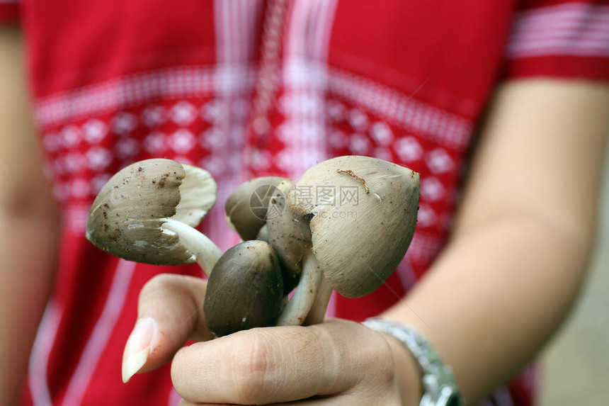 山地部落手上的有机蘑菇在Sangklaburi甘查那布里野生白蚁菌Termitophilae图片