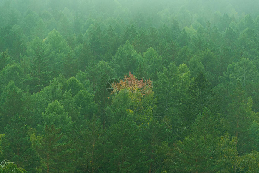 晨雾中的针叶林图片