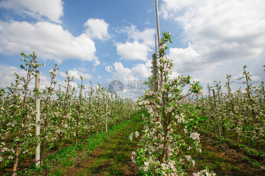 春花在苹果园中开花鲜青树木绿草和图片