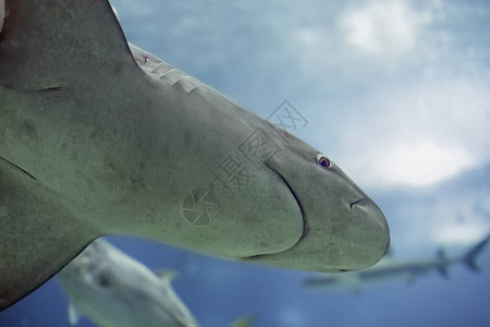 水下软背光危险鲨鱼图片