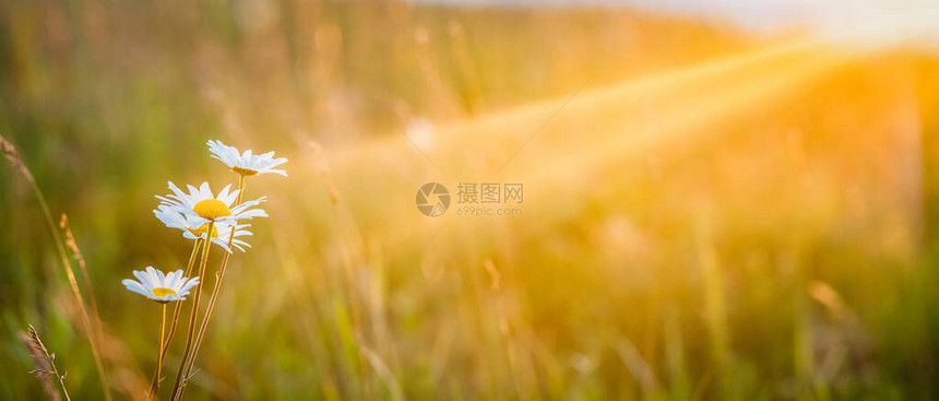 田野上鲜花的美丽夏日全景图片