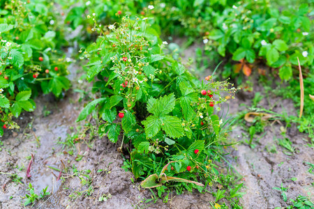 野生花园草莓与鲜花和浆果高品质照片图片
