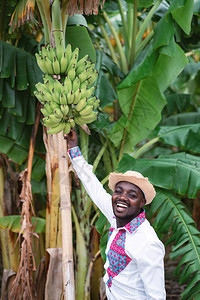 非洲农民男子在有机农场中与香蕉树站在一起农业或种植图片