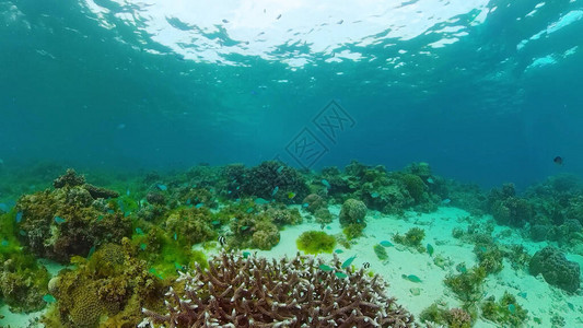 热带鱼和珊瑚礁在潜水图片