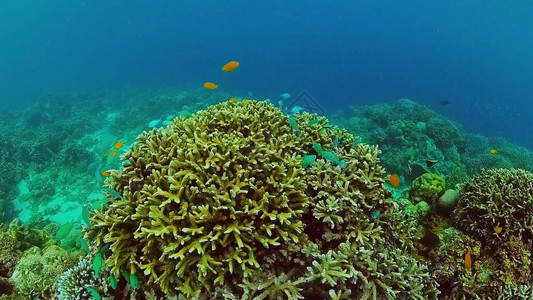 珊瑚花园海景和海底世界五颜六色的热带珊瑚礁生命珊瑚礁菲律图片