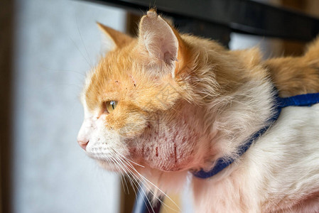 猫脖子上的脓肿走在街上的动物更容易被感染与其他动物打架造成的划图片