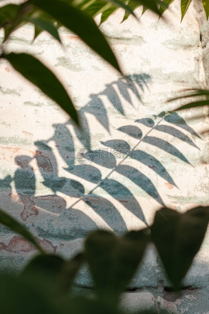 绿色棕榈叶与白色砖墙背景上的阴影广告设计的创意极简主义时尚背景自然夏季质地与热带植物剪图片