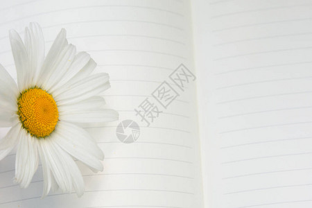 白色甘菊或洋甘菊花在打开的笔记本上图片