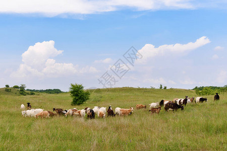 野外的羊群图片