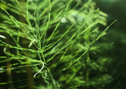 石炭系马尾植物密闭骨架背景