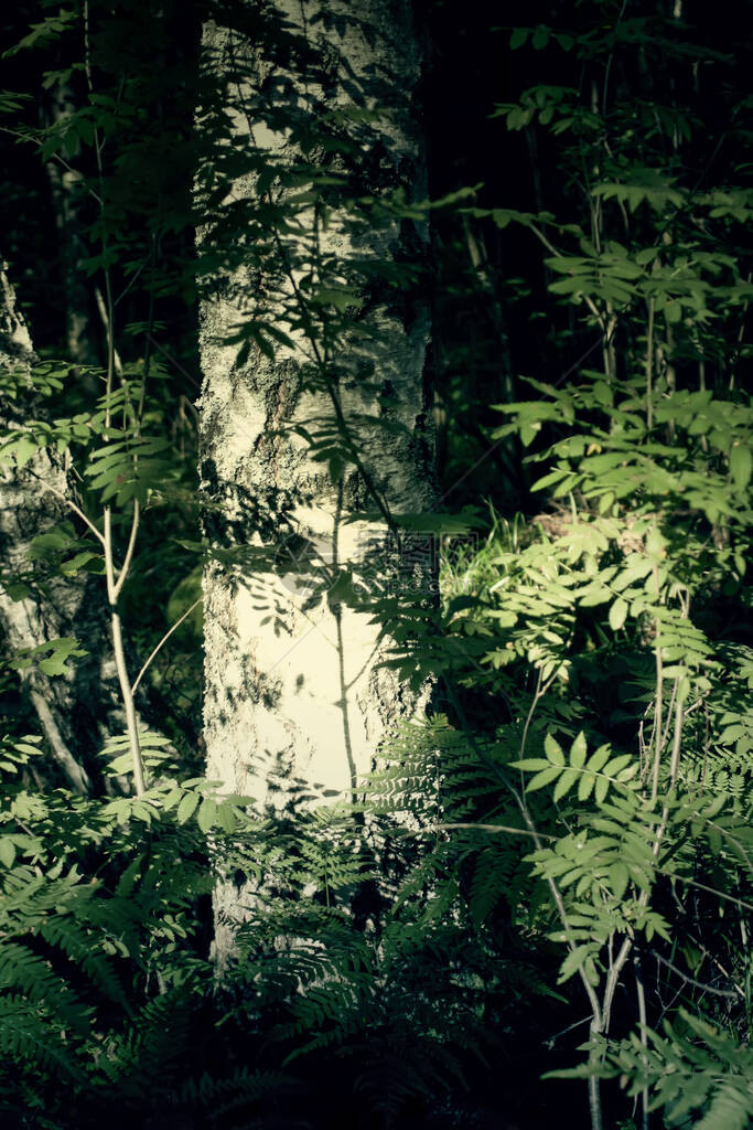 阳光下的树枝在夏日森林中光和阴影图片