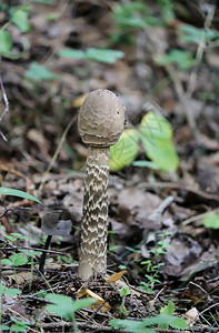 生长在野生森林里的蘑菇图片