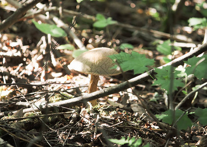 生长在野生里的蘑菇图片