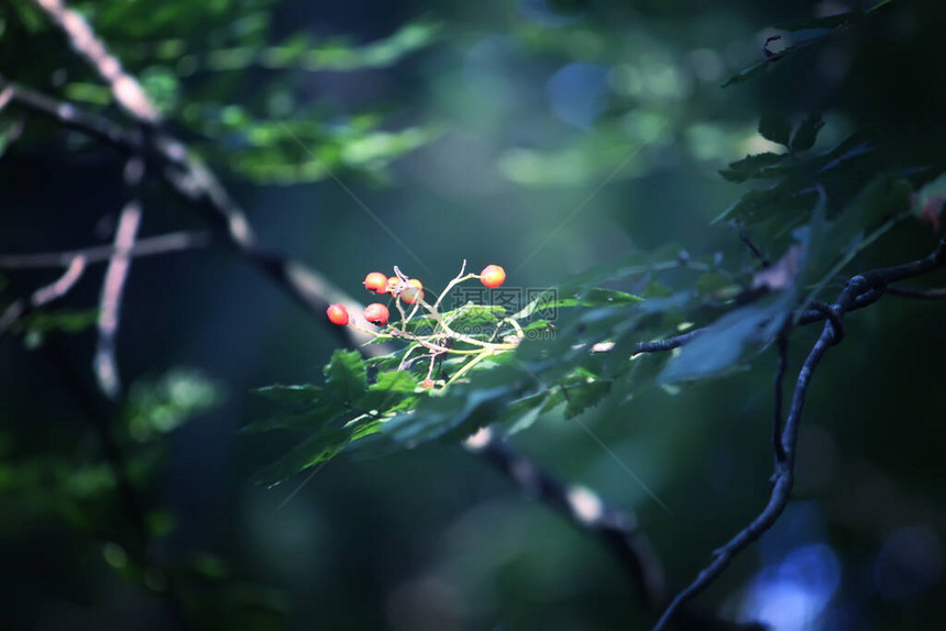 阳光下的树枝在夏日森林中光和阴影图片