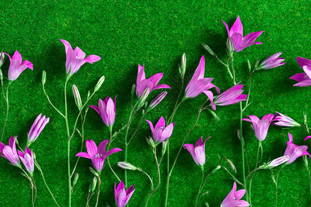 绿色人造草地上的平板花朵创意花卉图片