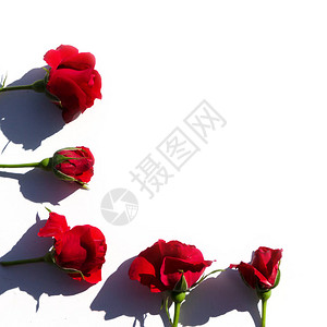 以白色背景的红玫瑰花做创意布局图片