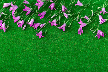 绿色人造草地上的蓝铃花朵花朵布置分布在图片
