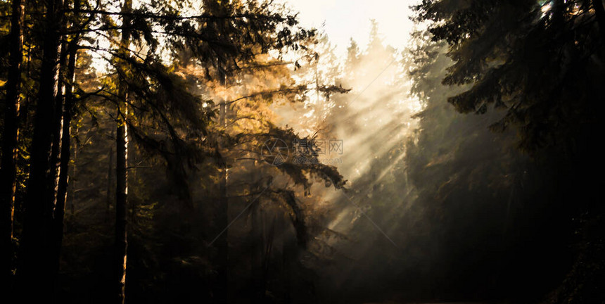 美丽的太阳光束穿过塞科亚公园的森林图片