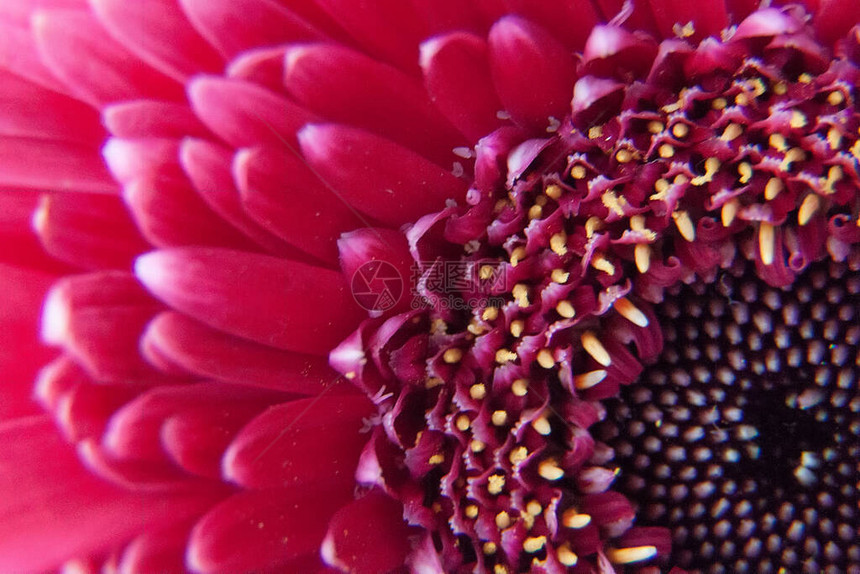 带水滴的粉红色非洲菊花特写照片细节春天图片
