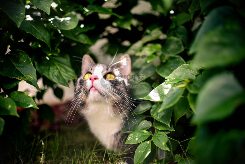 猫在绿色树叶的捕猎模式下监视着它图片