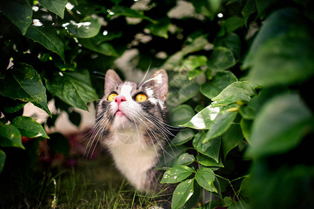 猫在绿色树叶的捕猎模式下监视着它图片