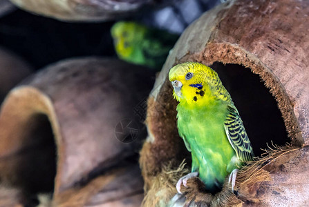 虎皮鹦鹉澳大利亚鹦鹉Melopsittacusundulatus鹦鹉宠物鸟绿色黄特写坐在背景图片