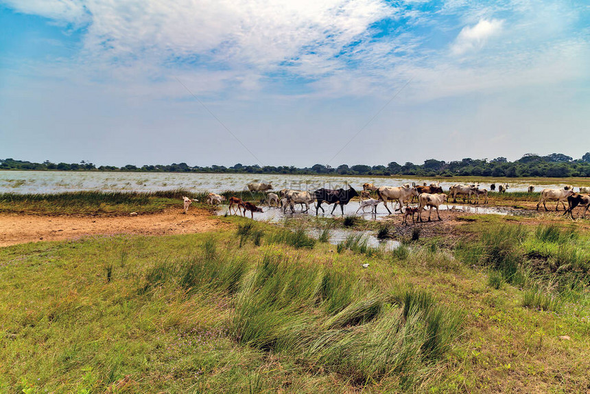 亚洲牛饮水地景观大草原图片