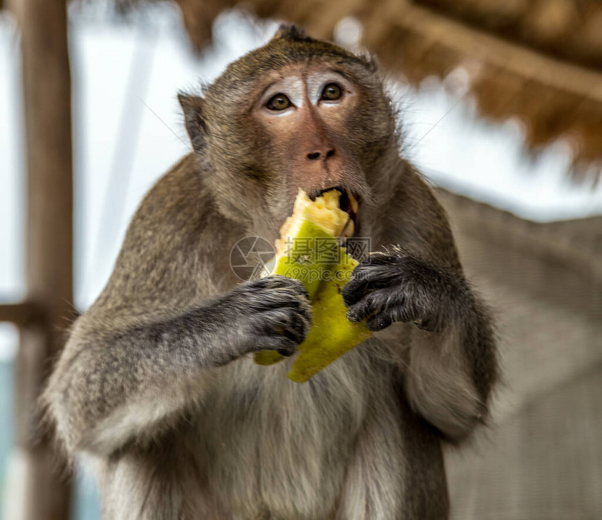 马卡穆拉塔MamacaMulatta猴子RhesusPortrait图片