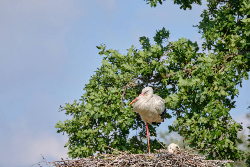 以绿色自然背景的沙窝与婴儿一起在stork巢中copy图片