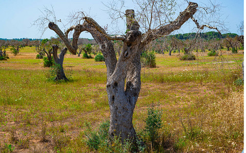 渗入的橄榄树Xylla图片