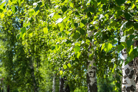 阳光下的Birch树叶美丽的绿色自然背景俄罗斯的birch模图片