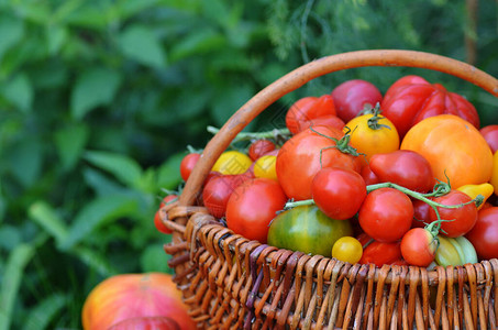 堆满了不同番茄的一篮子里有胡椒红色西红柿图片