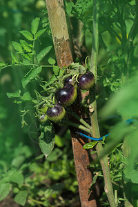有机番茄种植黑番茄植物和水果温室图片