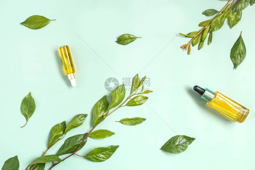 装有化妆品基本油的玻璃瓶新鲜绿色树枝和绿背景的叶子图片