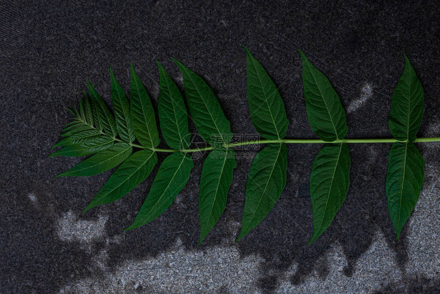 黑色花岗岩背景上的绿色棕榈叶广告设计的创意极简主义时尚背景天然灰色石材质地与热带植物剪影图片