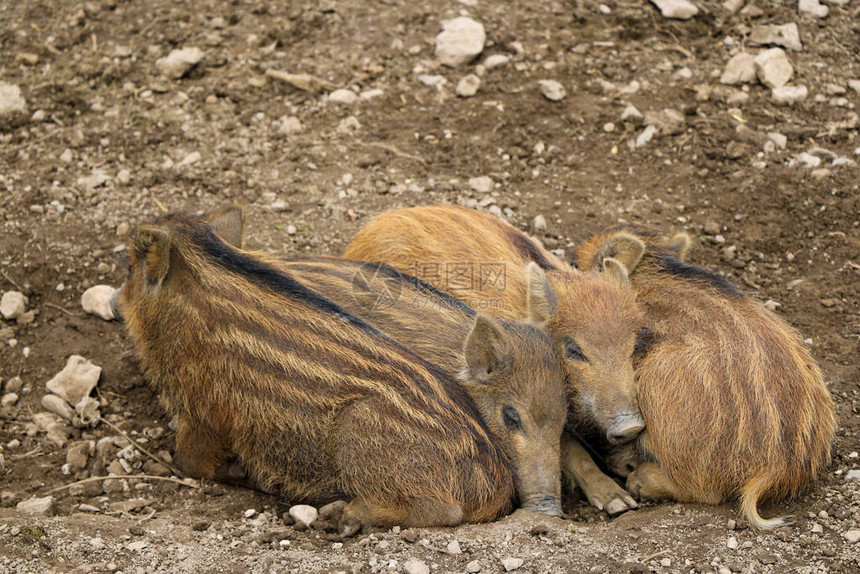 红色小野猪躺在地上图片