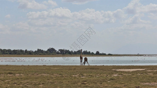 长颈鹿在饮水处湖上有很多粉红色的火烈鸟岸边有两只长颈鹿图片