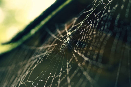 蜘蛛网上雨后的水滴图片