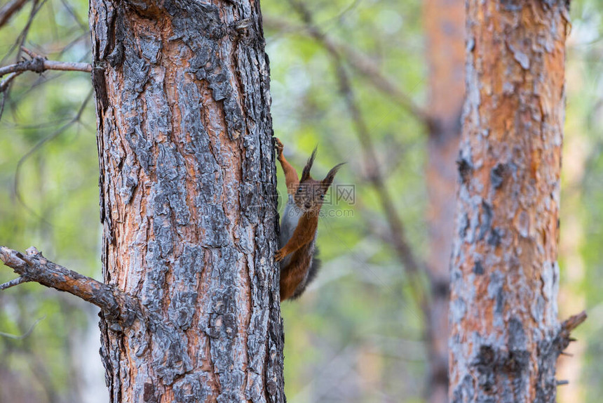 树干上的红松鼠野生动物图片