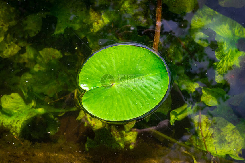 园艺池塘中新鲜绿色植物的莲叶水滴或露珠图片