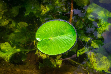 园艺池塘中新鲜绿色植物的莲叶水滴或露珠背景图片