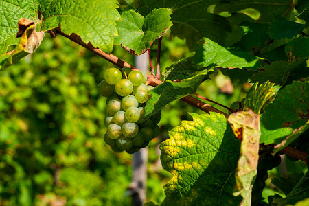 秋天葡萄园里的白葡萄图片
