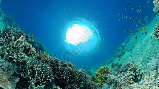 珊瑚礁水下世界与潜水的鱼类水下珊瑚花园菲律图片
