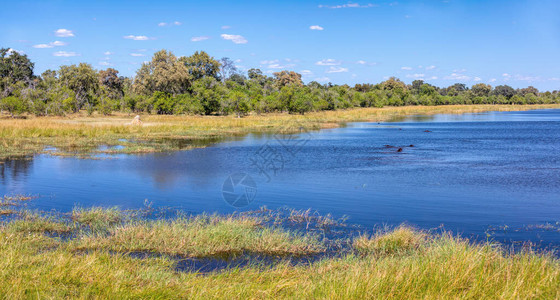 奥卡万戈沼泽和河流的美丽风景与休息的河马莫雷米游戏保留着博茨图片