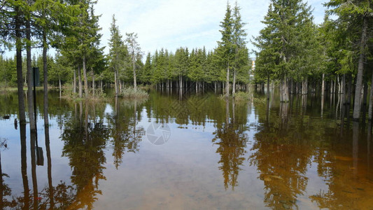 春季洪水期间的森林图片