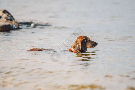 夏季主题与河岸上的宠物腊肠犬品种站在水中时向前看猎犬看着湖里的图片