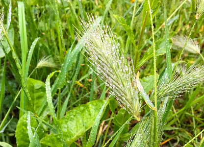 绿色背景的户外雨后小麦的尖雀和小图片