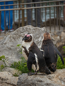 西班牙坎塔布里亚卡巴尔塞诺自然公园的企鹅它们从水中出来图片